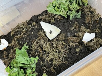 giant African snails
