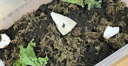 giant African snails