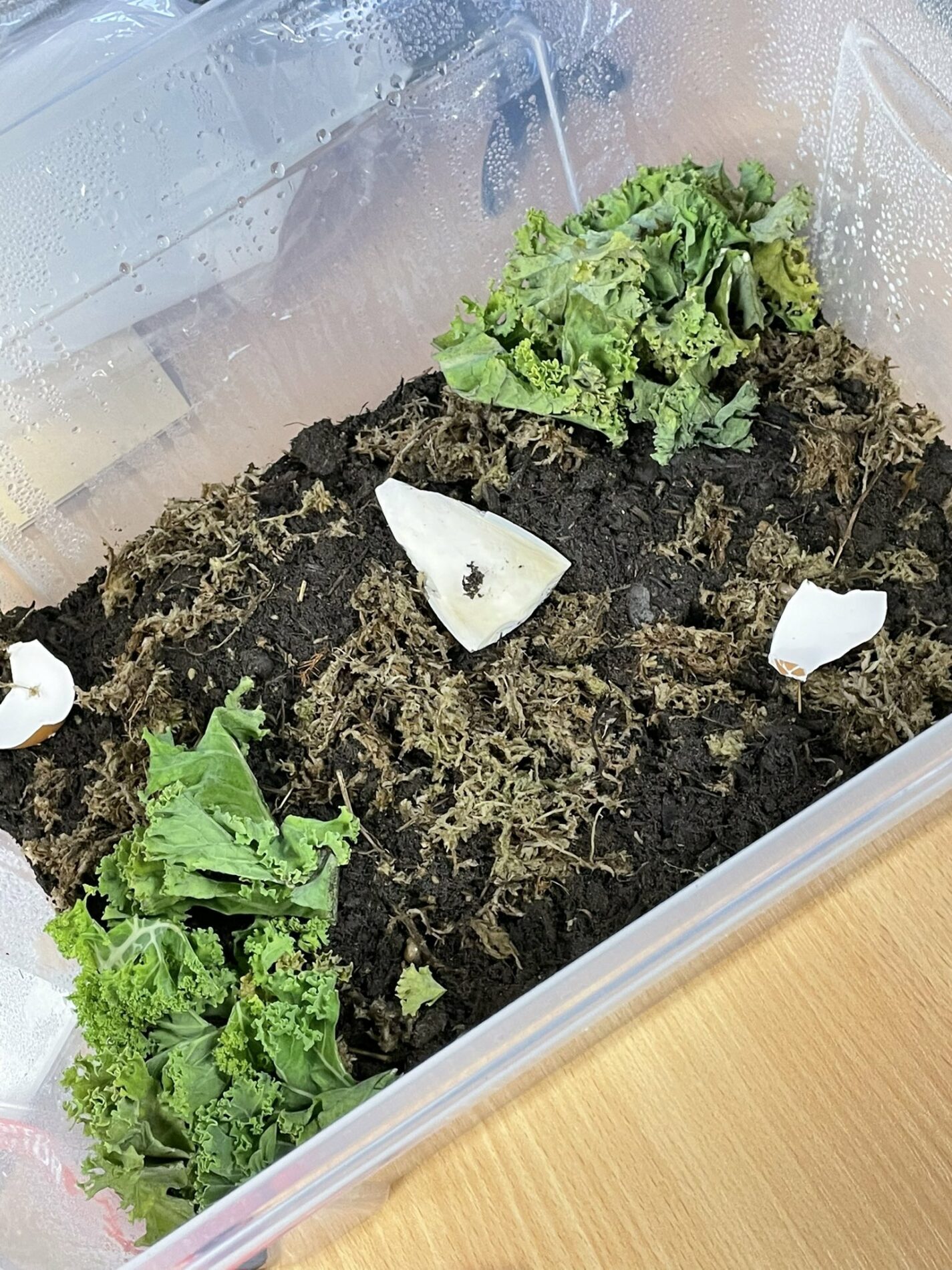 Halling Primary School Receives Two Giant African Snails