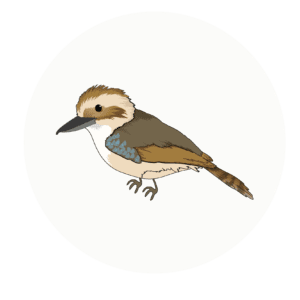 kookaburras class icon